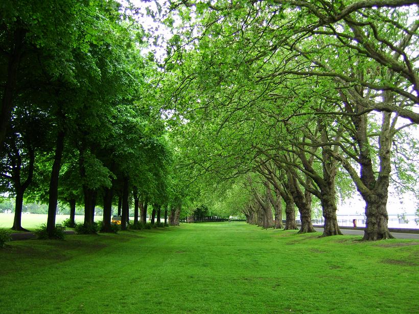Trees
