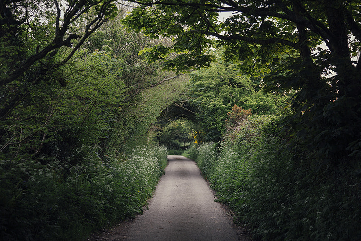 A photo of a forest