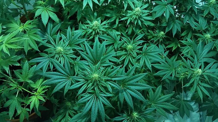 A photo of cannabis plants