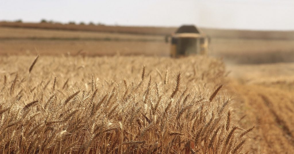 Wheat field with a tractor