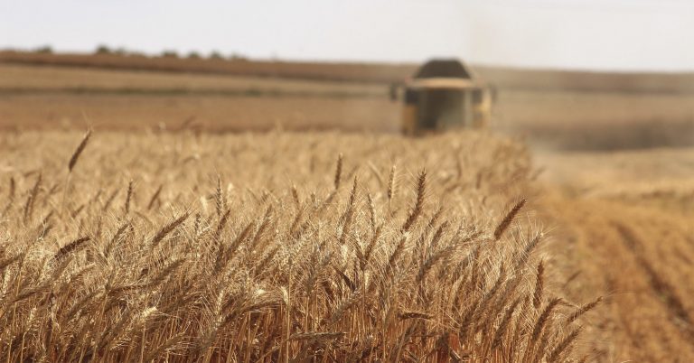 Wheat field with a tractor