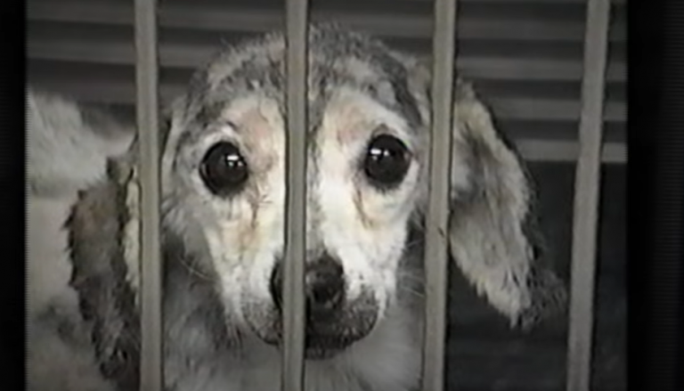 animal cruelty